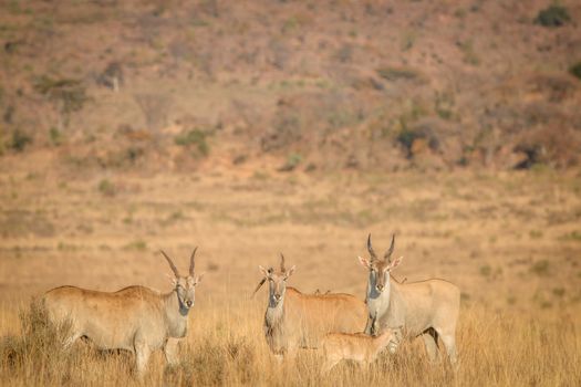 Herd of Eland standing in the high grass in the Welgevonden game reserve, South Africa.