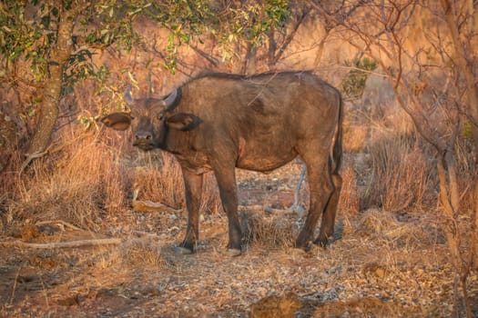 Young African buffalo standing in the grass in the Welgevonden game reserve, South Africa.