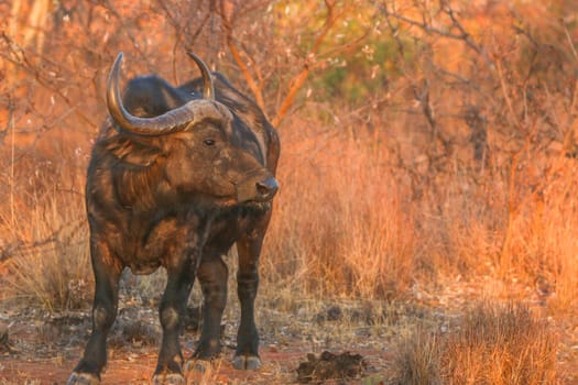 Big African buffalo bull standing in the grass in the Welgevonden game reserve, South Africa.