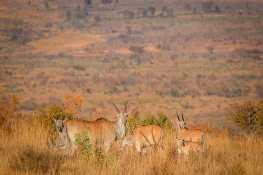 Herd of Eland standing in the high grass in the Welgevonden game reserve, South Africa.