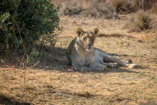 Lioness laying under a bush in the shade in the Welgevonden game reserve, South Africa.