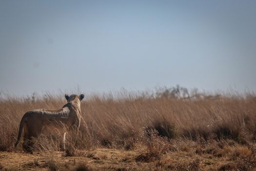 Lioness on the look out for prey in the Welgevonden game reserve, South Africa.