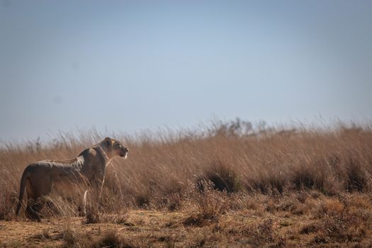 Lioness on the look out for prey in the Welgevonden game reserve, South Africa.