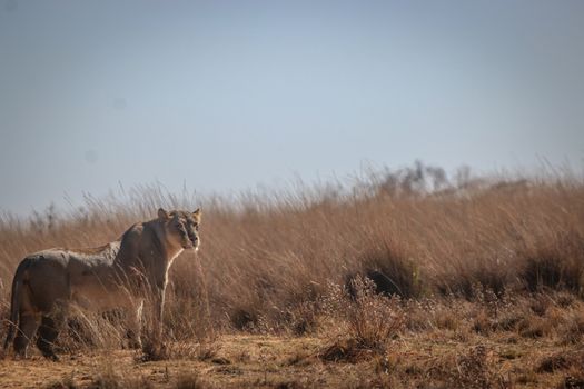 Lioness on the look out for prey in the Welgevonden game reserve, South Africa.