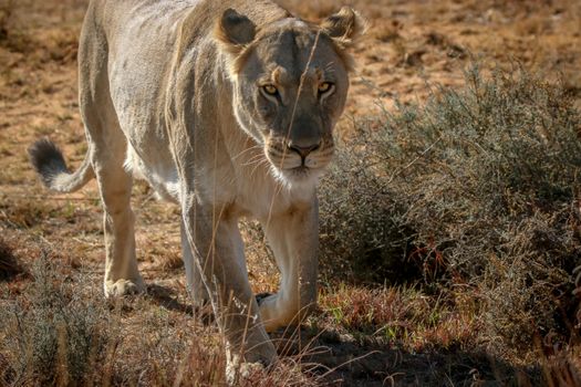 Lioness walking towards the camera in the Welgevonden game reserve, South Africa.