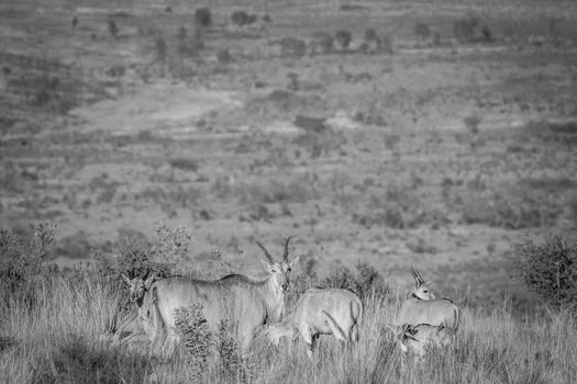 Herd of Eland standing in the high grass in black and white in the Welgevonden game reserve, South Africa.