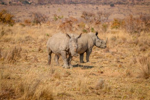 Two White rhinos standing in the grass, South Africa.