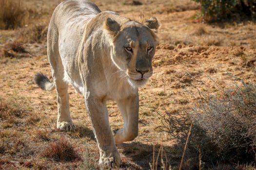 Lioness walking towards the camera in the Welgevonden game reserve, South Africa.