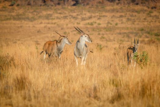 Herd of Eland standing in the high grass in the Welgevonden game reserve, South Africa.