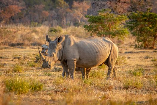 White rhino standing in the grass, South Africa.