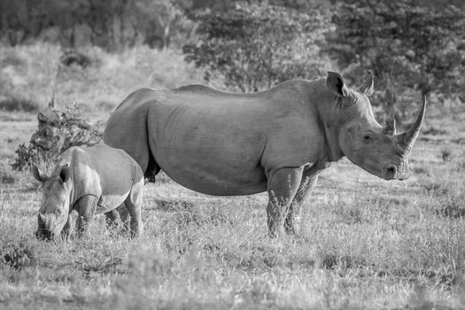 White rhino mother and baby calf standing in the grass in black and white, South Africa.