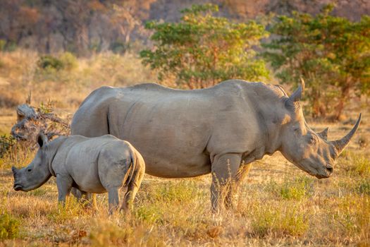 White rhino mother and baby calf standing in the grass, South Africa.