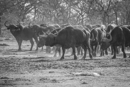 Big herd of African buffaloes walking in the grass in black and white in the Welgevonden game reserve, South Africa.