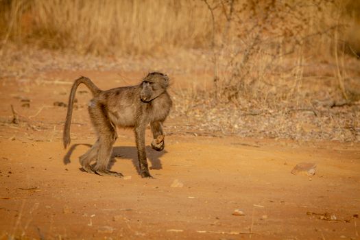 Chacma baboon standing in the grass in the Welgevonden game reserve, South Africa.