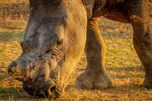 Close up of a White rhino grazing in the golden light, South Africa.