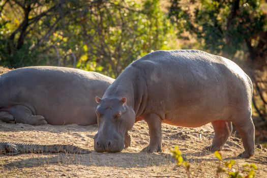 Hippo out of the water smelling a crocodile in the Welgevonden game reserve, South Africa.