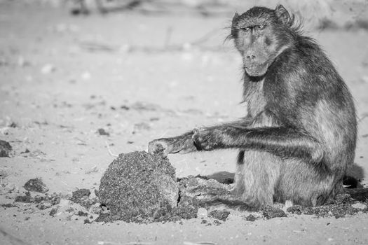 Chacma baboon sitting and eating in black and white in the Welgevonden game reserve, South Africa.