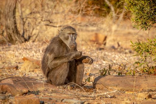 Chacma baboon sitting and eating in the Welgevonden game reserve, South Africa.