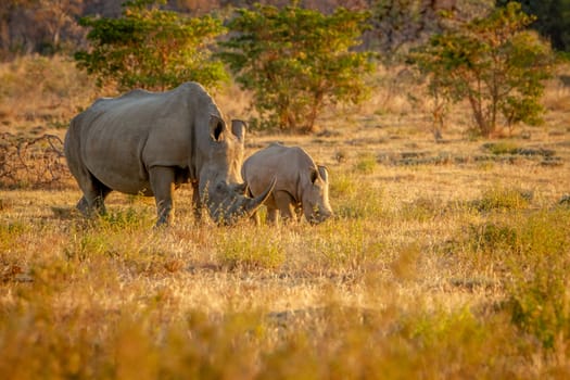 White rhino mother and baby calf grazing, South Africa.