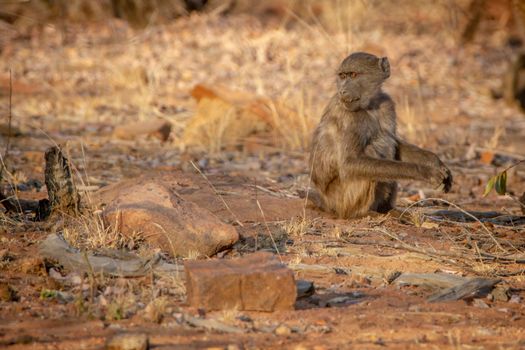 Young Chacma baboon sitting and looking around in the Welgevonden game reserve, South Africa.