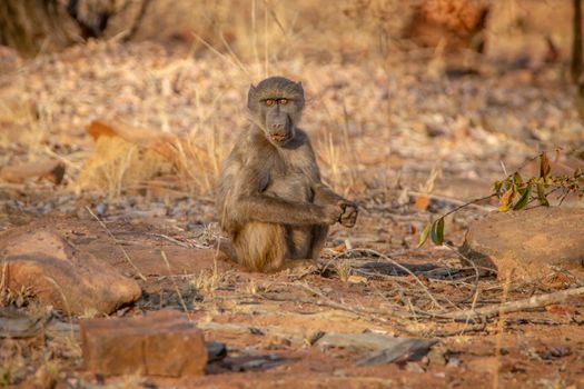 Young Chacma baboon sitting and looking around in the Welgevonden game reserve, South Africa.