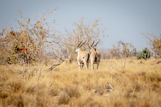 Two Elands walking away in the grass in the Welgevonden game reserve, South Africa.