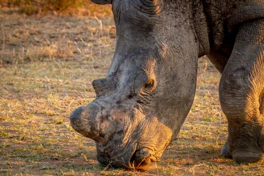 Close up of a White rhino grazing in the golden light, South Africa.