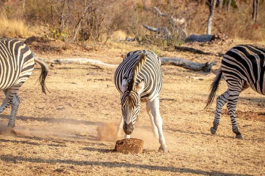 Zebra eating a mineral block in the Welgevonden game reserve, South Africa.