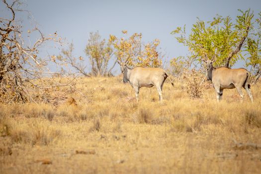 Two Elands standing in the grass in the Welgevonden game reserve, South Africa.