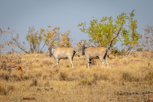 Two Elands standing in the grass in the Welgevonden game reserve, South Africa.