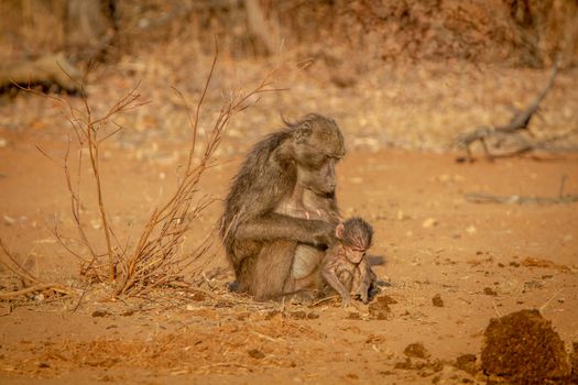 Chacma baboon mother and baby sitting in the grass in the Welgevonden game reserve, South Africa.