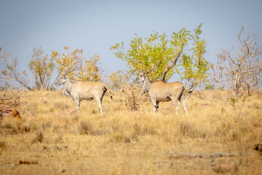 Two Elands standing in the grass in the Welgevonden game reserve, South Africa.