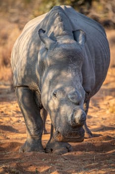 Dehorned White rhino starring at the camera, South Africa.