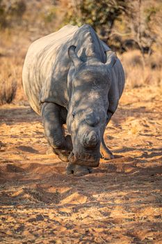 Dehorned White rhino starring at the camera, South Africa.