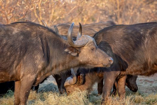 Side profile of an African buffalo in the Welgevonden game reserve, South Africa.