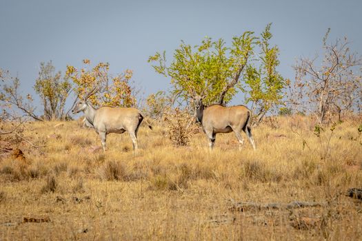 Two Elands standing in the grass in the Welgevonden game reserve, South Africa.