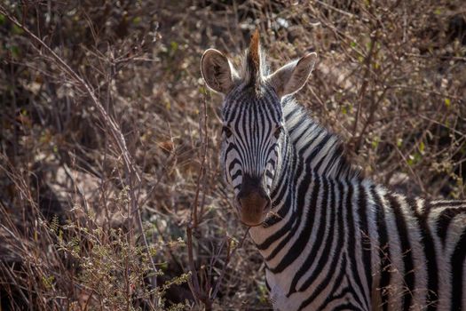 Zebra starring at the camera in the Welgevonden game reserve, South Africa.