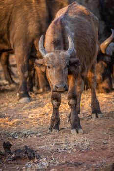 African buffalo starring at the camera in the Welgevonden game reserve, South Africa.