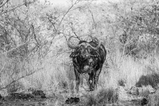 African buffalo starring at the camera in black and white in the Welgevonden game reserve, South Africa.