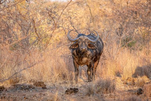 African buffalo starring at the camera in the Welgevonden game reserve, South Africa.