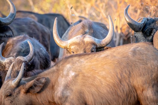 African buffalo hiding behind another buffalo in the Welgevonden game reserve, South Africa.