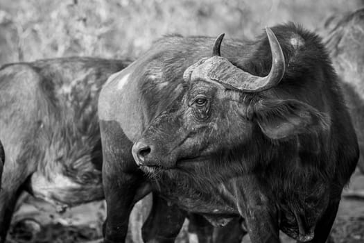 Side profile of an African buffalo in black and white in the Welgevonden game reserve, South Africa.