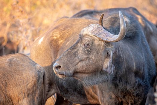 Side profile of an African buffalo in the Welgevonden game reserve, South Africa.