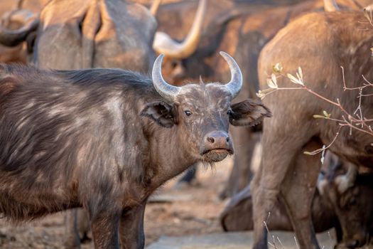 African buffalo starring at the camera in the Welgevonden game reserve, South Africa.