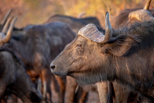 Side profile of an African buffalo in the Welgevonden game reserve, South Africa.