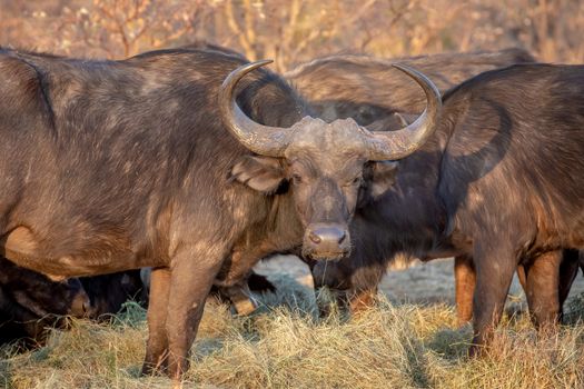 African buffalo starring at the camera in the Welgevonden game reserve, South Africa.