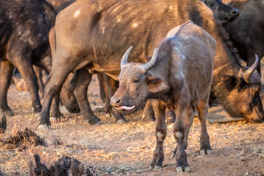 African buffalo starring at the camera in the Welgevonden game reserve, South Africa.