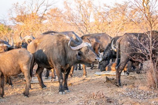 Side profile of an African buffalo in the Welgevonden game reserve, South Africa.