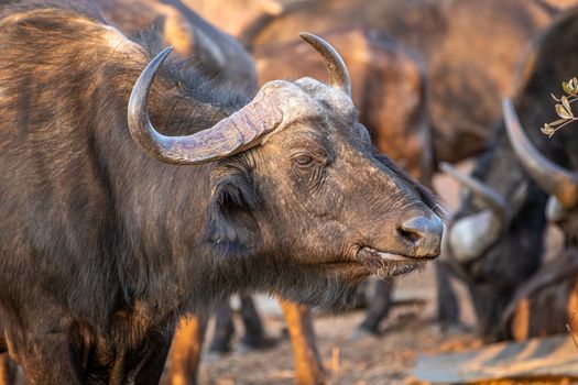 Side profile of an African buffalo in the Welgevonden game reserve, South Africa.