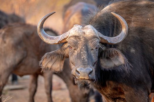 African buffalo starring at the camera in the Welgevonden game reserve, South Africa.